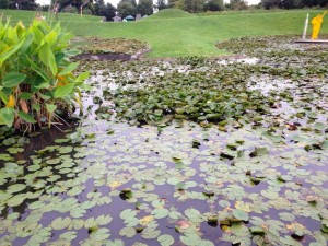 Parc Floral Nénuphards (2)